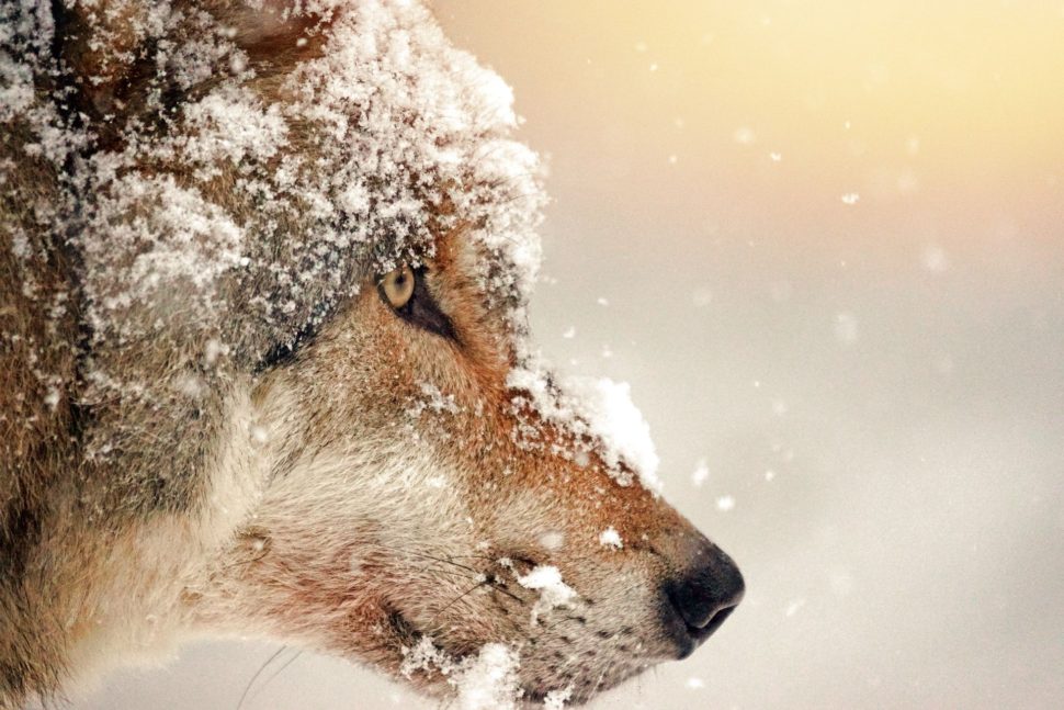 Vlk symbol paralelních pohádek